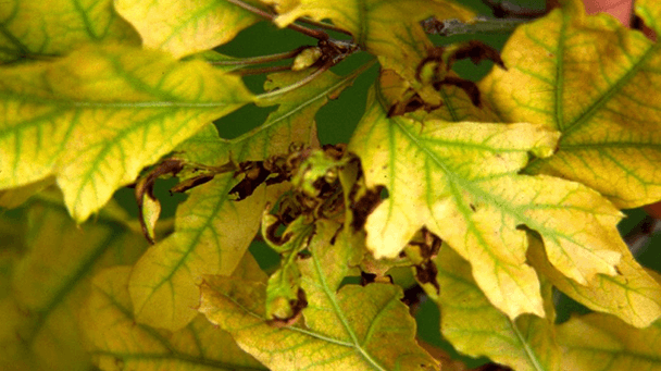 Pest And Disease Center Iron Chlorosis Sideimage 608X341