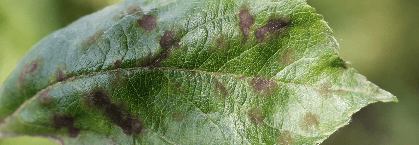 Pest And Disease Apple Scab Banner 1440X500