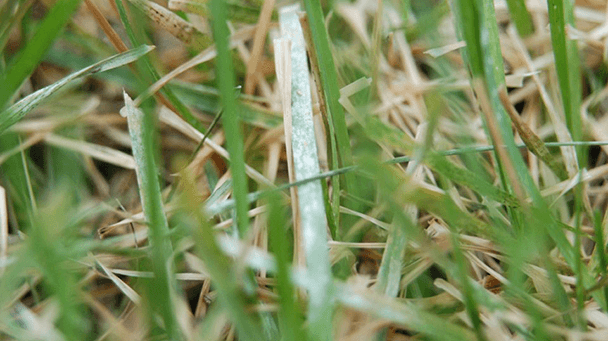 Pest And Disease Center Powdery Mildew On Lawn Sideimage2 608X341