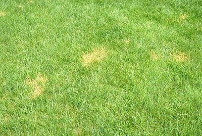 Disease Lawn Red Thread