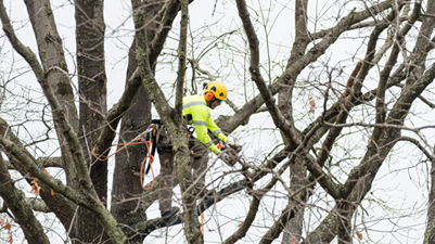 Winter Tree Care Dormant Pruning