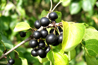 Buckthorn
