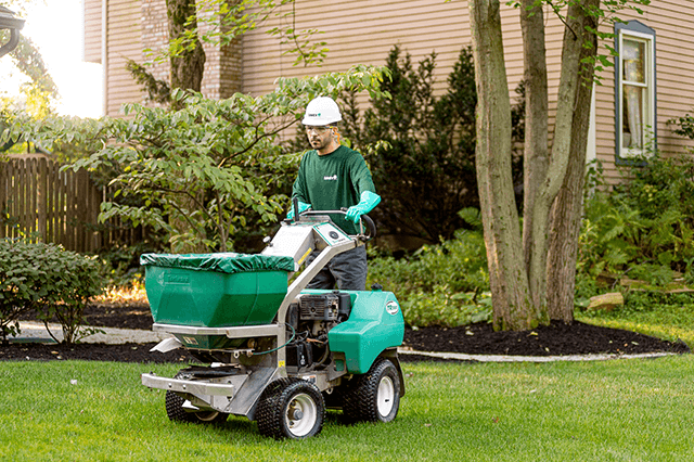 Lawn Overseeding
