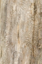 Dutch Elm Disease Bark Davey Tree