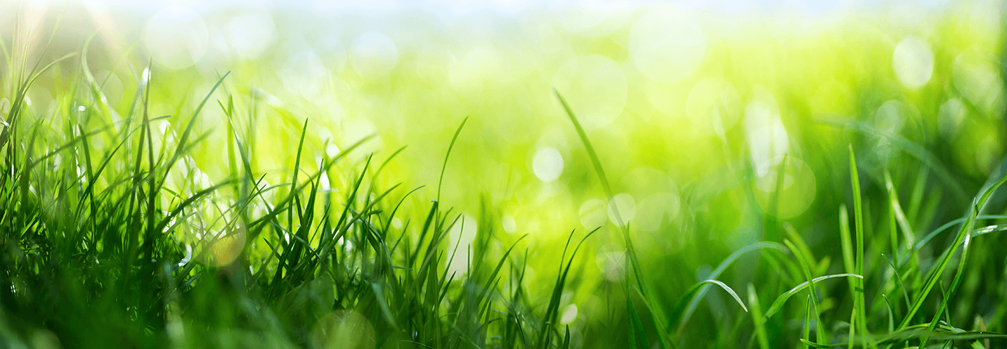 When Is The Best Time To Grow Grass