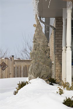 Should I Wrap Tree In Burlap Evergreen In Winter Davey Tree