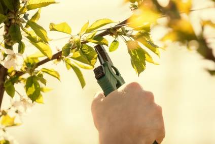 Davey Tree Spring Pruning