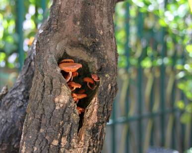 Tree Rotting At Base Mushrooms In Tree Cavitiy Hole Davey Tree