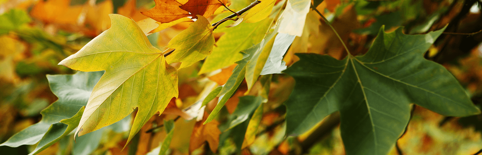 Brown Patches Of Grass