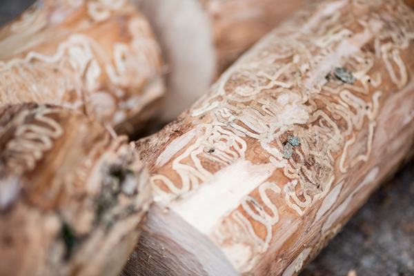 How To Identify Tree Borers