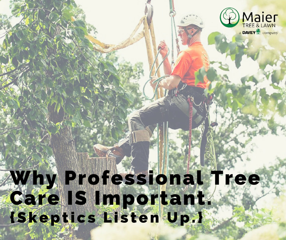 Maier Tree And Lawn Professional Tree Care Facebook