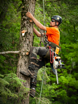 Rochester Tree Service Maier Tree And Lawn