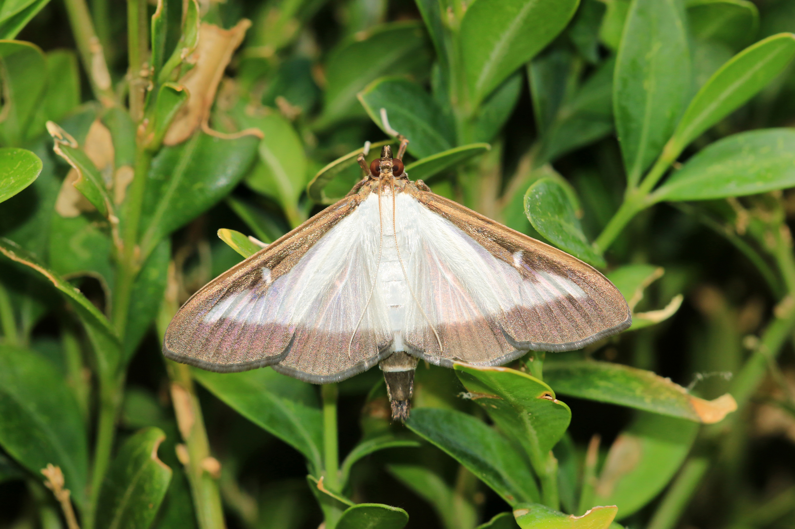 Box Tree Moth