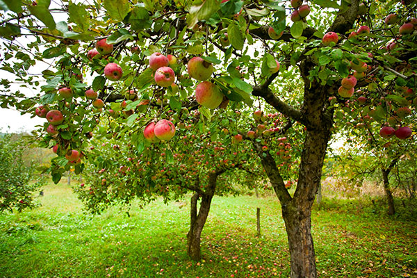 When To Transplant Fruit Trees