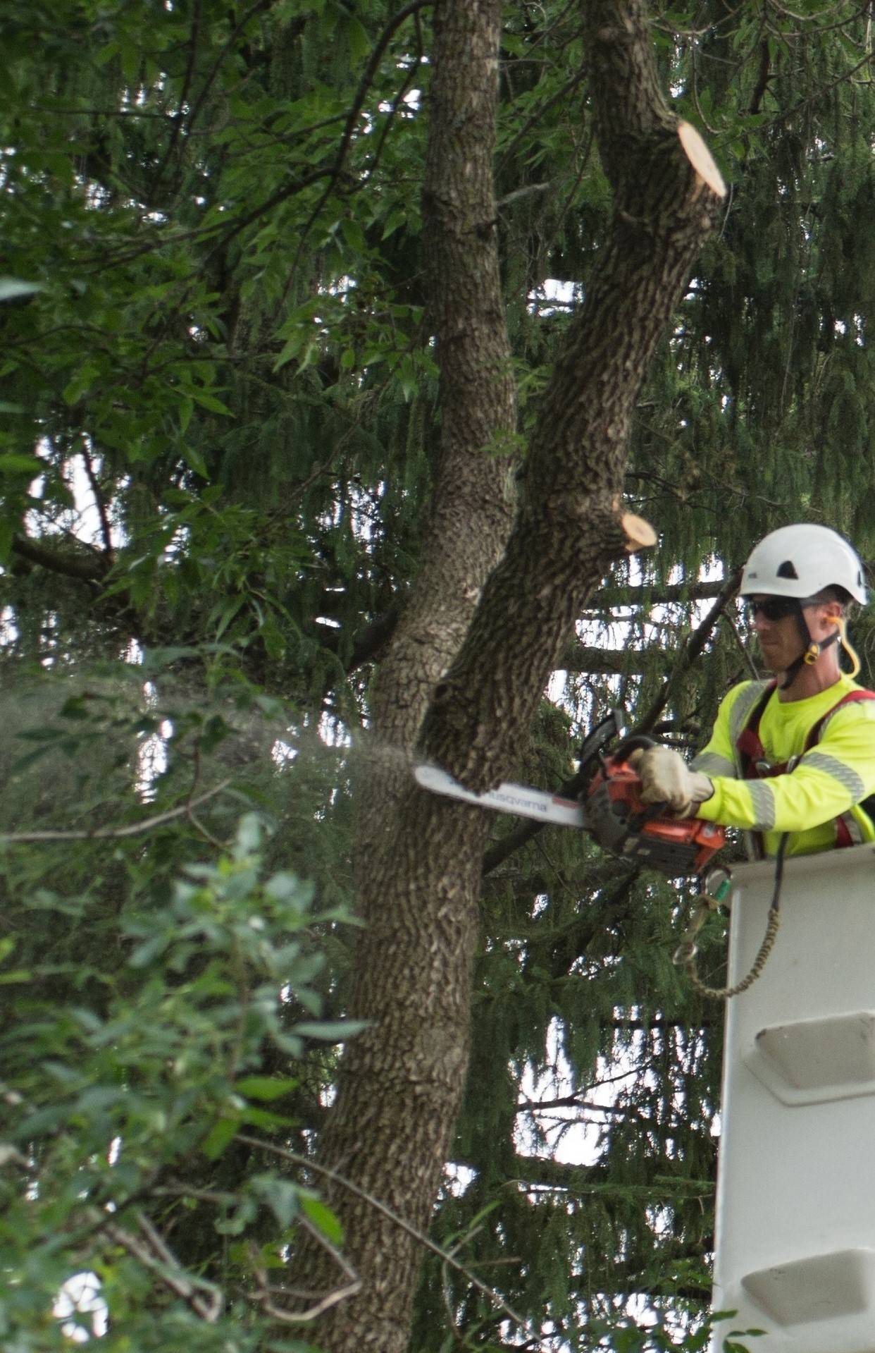 Tree Removal Cost Davey Tree