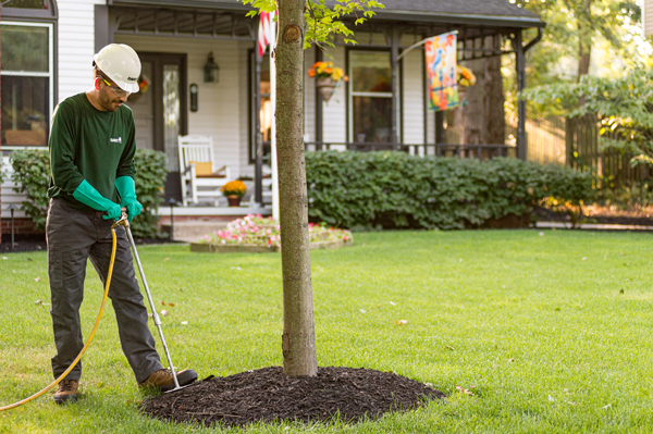 When To Fertilize Trees In Spring