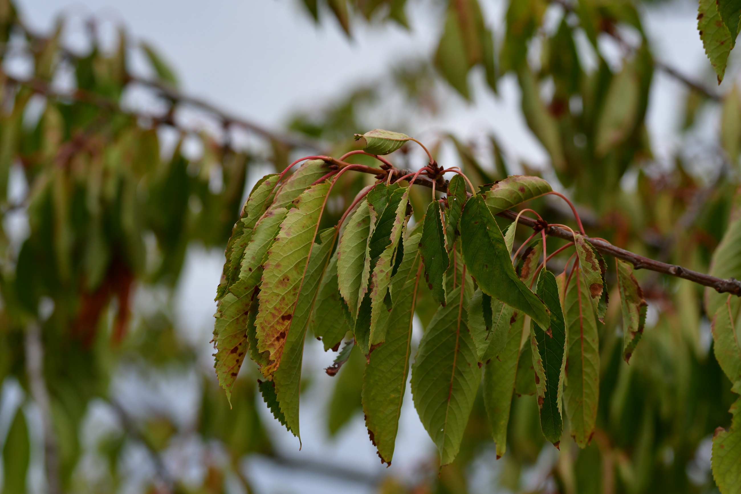 Dry Leaves