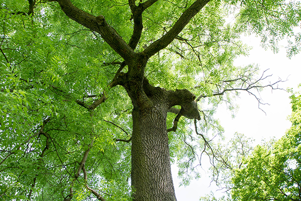 Ash Tree Bark Plus Canopy Davey Tree