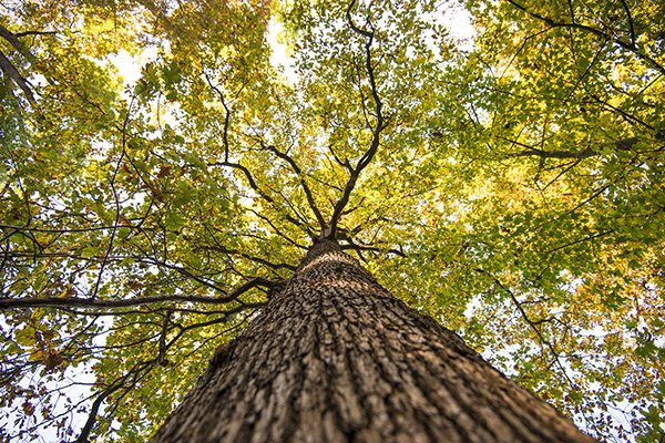 Looking Up At Tree Canopy 600X400