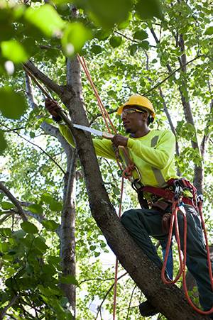 Tree Pruning
