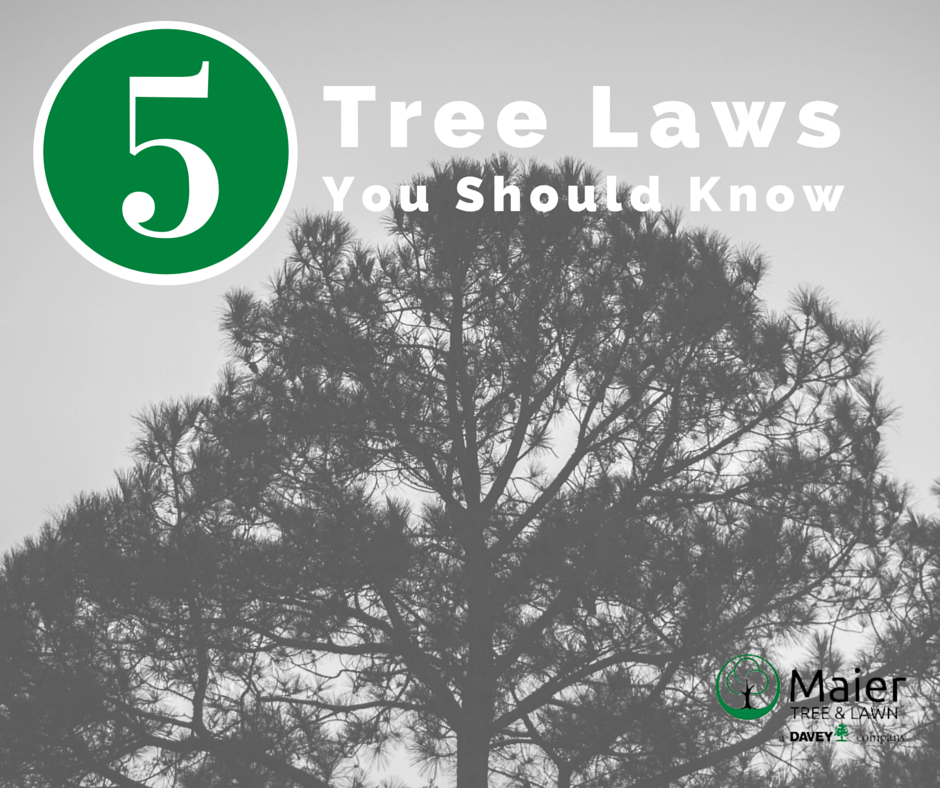 Maier Tree And Lawn 5 Tree Laws Facebook
