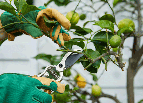 Fruit Tree Care