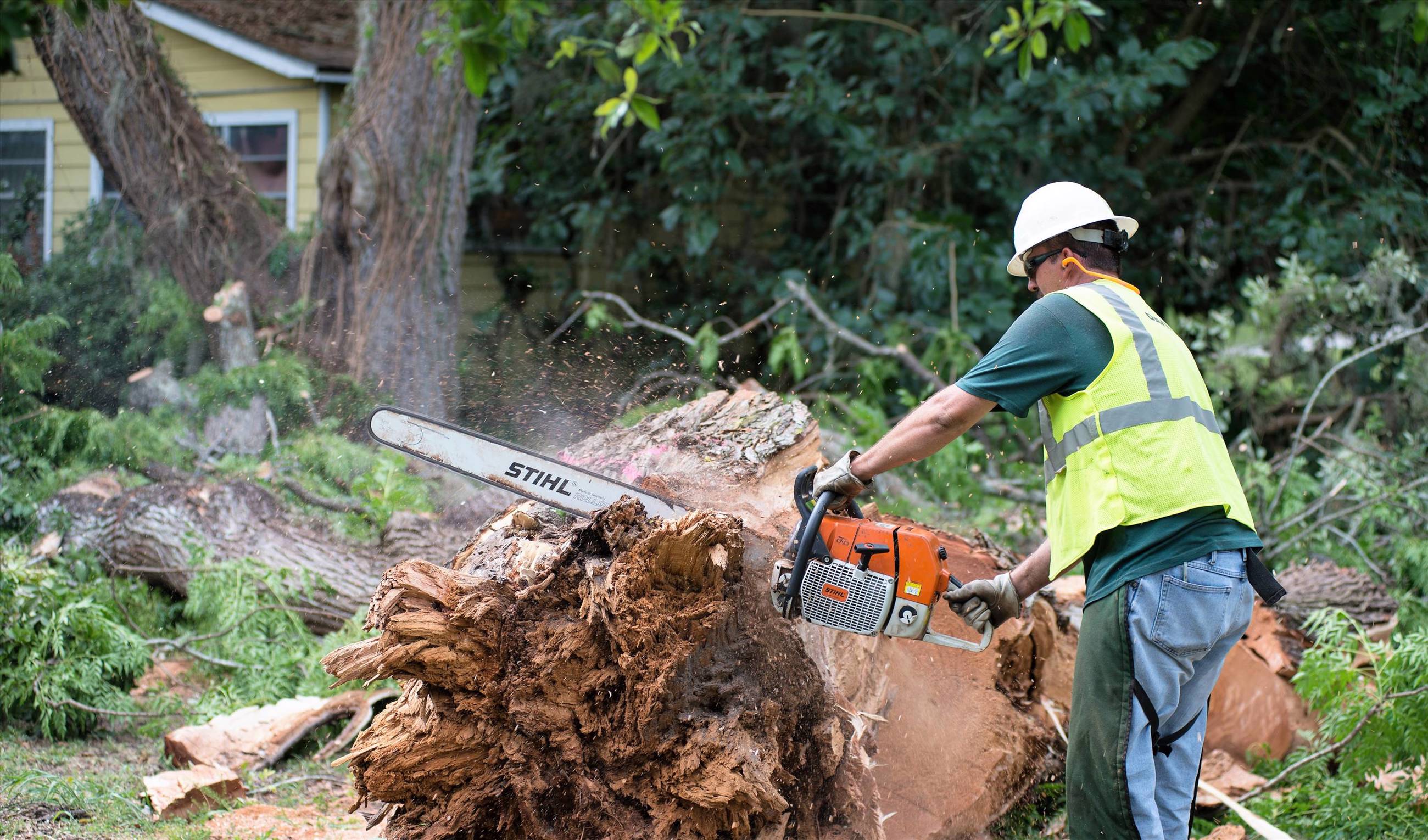 Davey Tree Tree Removal
