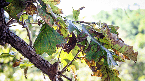 Pest And Disease Bur Oak Blight Sideimage2 608X341
